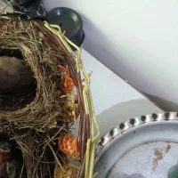 ۹ عدد قناری