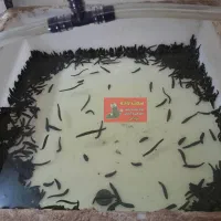 زالو طبی و آرایشی