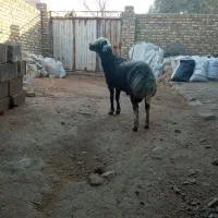 بره قوچ همو