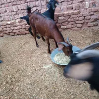 فروش  بر آبستن