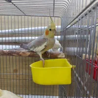 عروس هلندی طوطی
