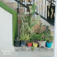 گل وگیاه طبیعی