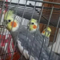 ۴ عروس هلندی یکساله