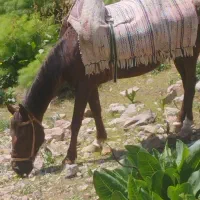 اسب|اسب و تجهیزات اسب‌سواری|کرج, باغستان|دیوار