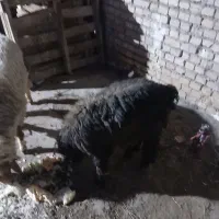 ۲ عددبره نر
