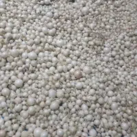 غده مینروا پاکت اصلی