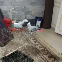 جفت کاسکو مولد