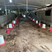 فروش دانخوری وآبخوری مرغداری یکجا به علت جابجای