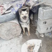 سگ ژرمن