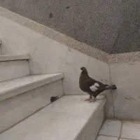 کفتر ماده سرک فروشی