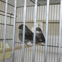 گلاستر اورجینال