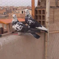 نر ماده پرشی