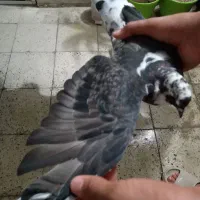 کفتر شازده سیاه
