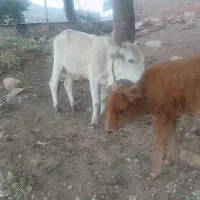 گاو