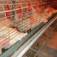 مرغ سفید|حیوانات مزرعه|جوادآباد, |دیوار