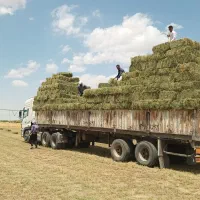 کارگری