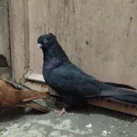 نر زاغ آبادانی واکسی با یدونه سرخ آبادانی مغلوف