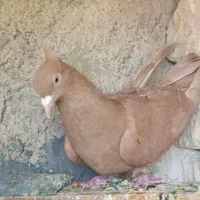 کفتر زرد