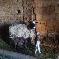 دو عددگوسفند رومانوف با بره ی دو قلو