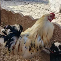 مرغ و خروس