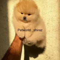 تولیدی سگ پامر خرسی خالص