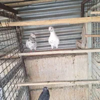 کبوتر شهرستانی