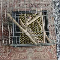 قفس عروس هلندی راهب