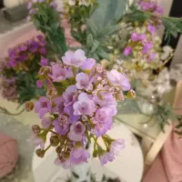 ۱۲ تا شاخه گل بوته ای