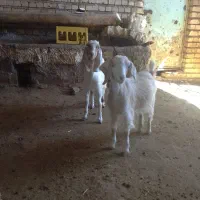 بزغاله
