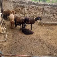 میش بابره