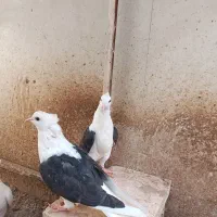 کفتر جوان دو کت