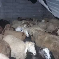 فروش گوسفند و بزغاله بدلیل نیاز مالی
