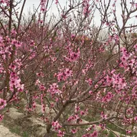 ۱۵۰۰ متر باغ سند تک برگ آماده ساخت|فروش زمین و ملک کلنگی|تهران, شهرک غرب|دیوار