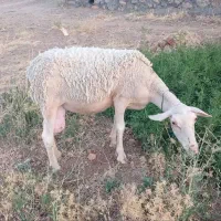 لاکن آصف سانن لارف هموقره قزل مادیان درشور