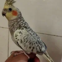 پرنده عروس هولندی ماده