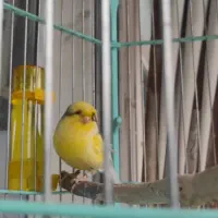 قناری گلاستر