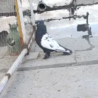 سینه سیاه و سینه سرخ هواشون میکنم.