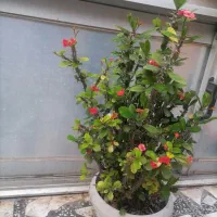 گل‌ های حیاطی