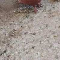 کله سفیدوشازده سور