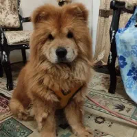 سگ خرسی