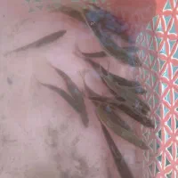 بچه ماهی برای ماهیگیری