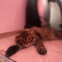 لانگ هیر اسکاتیش