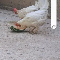 مرغ تخمگذار لگهورن و محلی  و جوجه بوقلمون