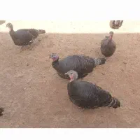 با سلام بوقلمون ماده محلی  دوتاش کرک و در حال تخم