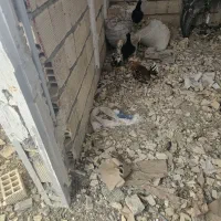 مرغ و خروس محلی،اصل ،لاری