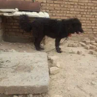 فروش سگ