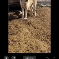 سگ گمشده     گوسفند  میش بره نر        کبوتر