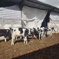 گوساله نر قطع شیر