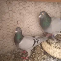 پرنده