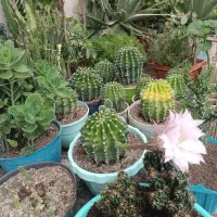 گل کاکتوس توپی